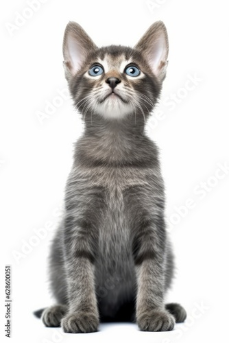 a gray kitten with blue eyes sitting on a white background © AberrantRealities
