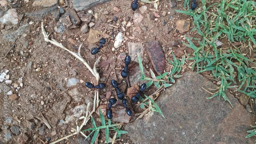 A macro view shows big black ants busy in conversation on the ground A macro view shows big black ants busy in conversation on the ground