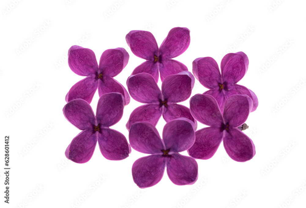 lilac flowers isolated lilac flowers isolated