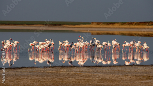 Flamingo flock feeding on salt lake of Korgalzhin nature reserve, Kazakhstan