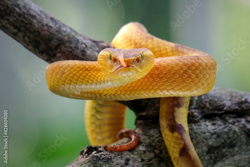 yellow snake on a tree © Riadi