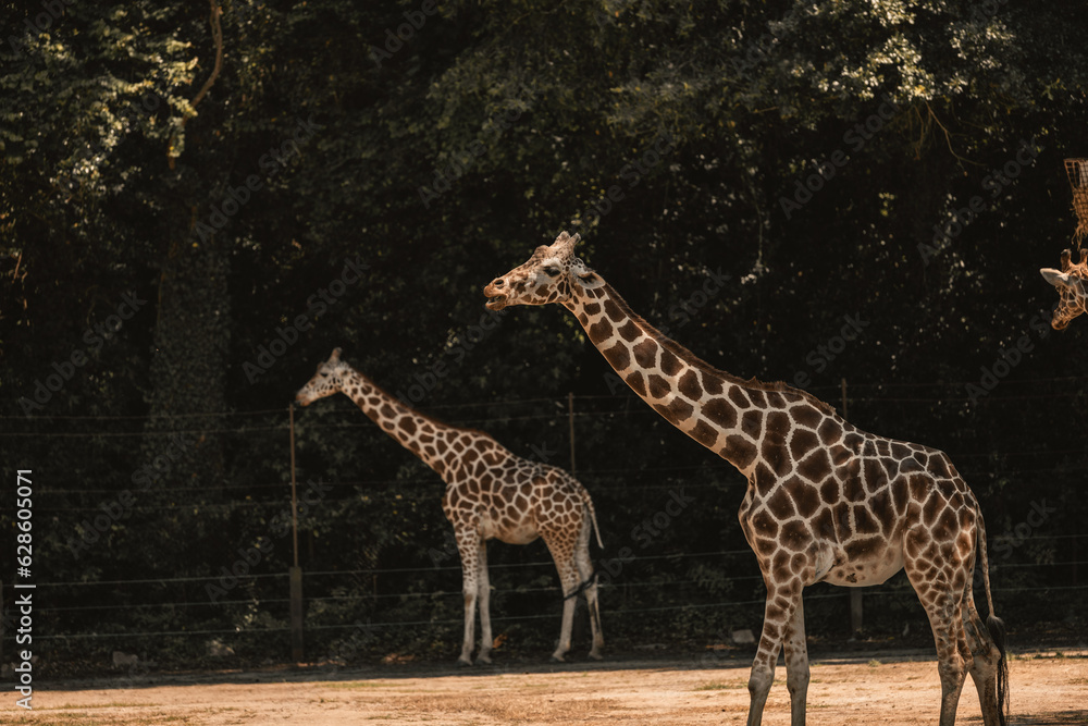 Obraz premium Columbia' Zoo
