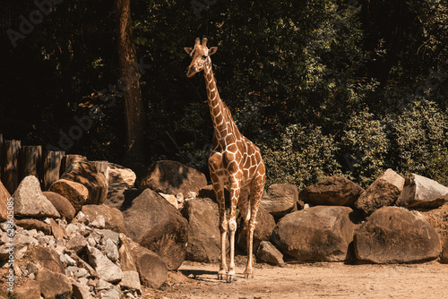 Canvas Print Columbia' Zoo