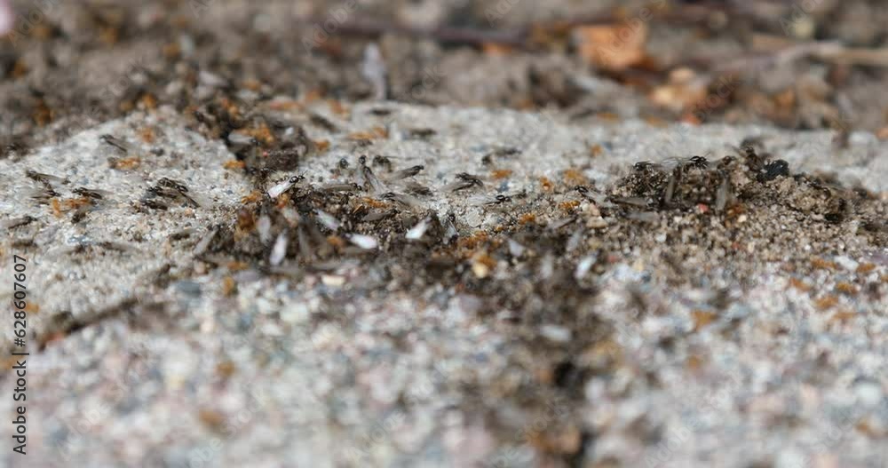 Fliegende Ameisen verlassen das Nest, um neue Völker zu gründen Fliegende Ameisen verlassen das Nest, um neue Völker zu gründen