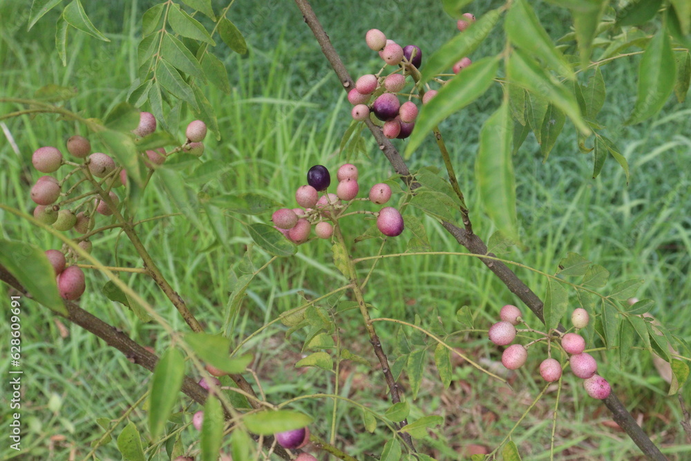 Curry Berries on tree in farm Curry Berries on tree in farm