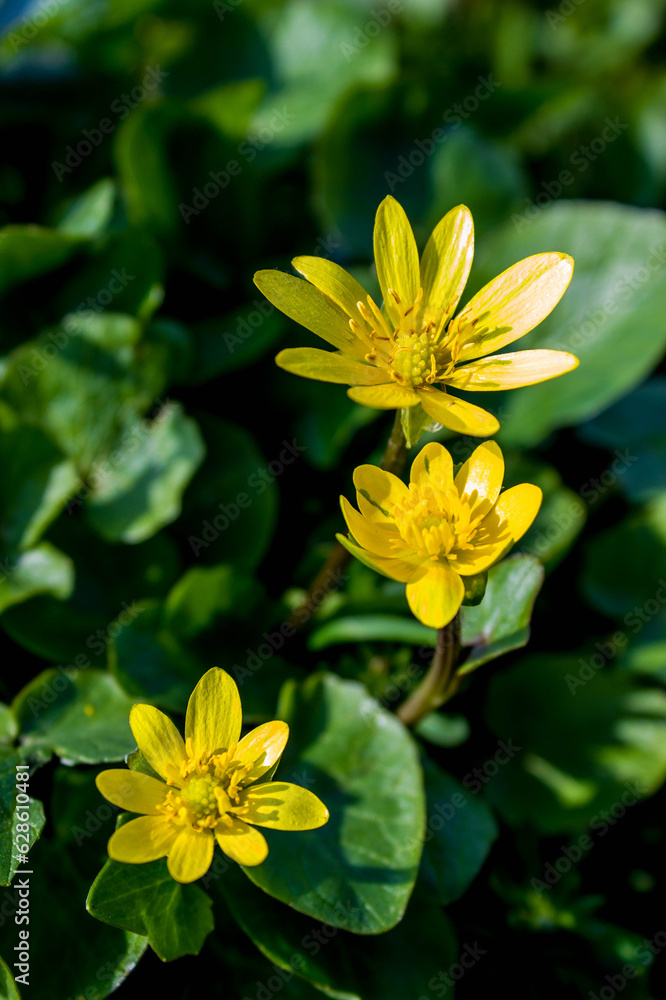 spring yellow wild flowers and green foliage background spring yellow wild flowers and green foliage background