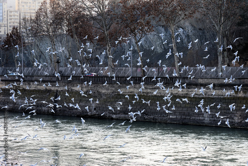 Flock of seagulls flying over Mtkvari river in Tbilisi, Georgia on sunny evening in January 2023. photo