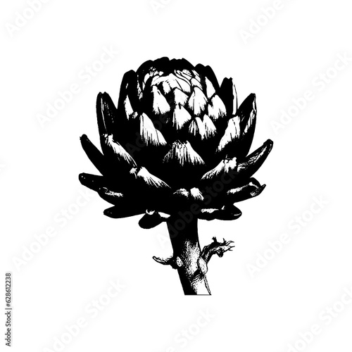Artichoke Vegetable Engraved Black Sketch Drawing Vector Illustration
