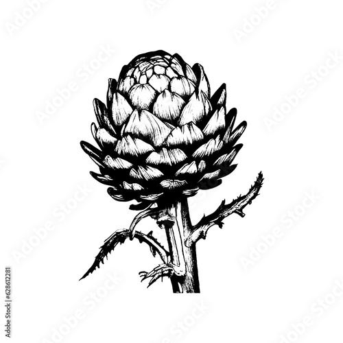 Artichoke Vegetable Engraved Black Sketch Drawing Vector Illustration