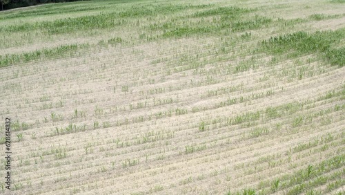 Overflight of corn field with drought damage