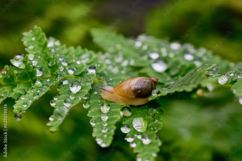 Spring brings green ferns, raindrops, and snails. Closeup of a snail surrounded by water beaded up on a fern leaf in our yard in Windsor in Upstate NY. Spring brings green ferns, raindrops, and snails. Closeup of a snail surrounded by water beaded up on a fern leaf in our yard in Windsor in Upstate NY.