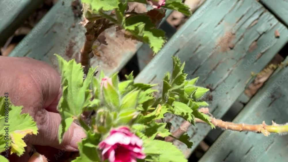Loosening a root bound pelargonium plant Loosening a root bound pelargonium plant