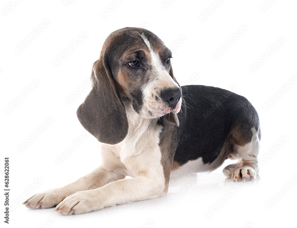 young beagle in studio