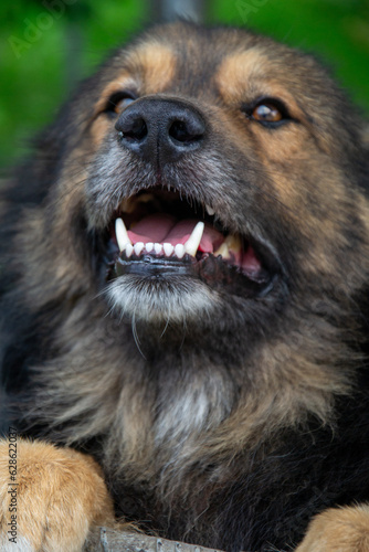 portrait of a happy  dog
