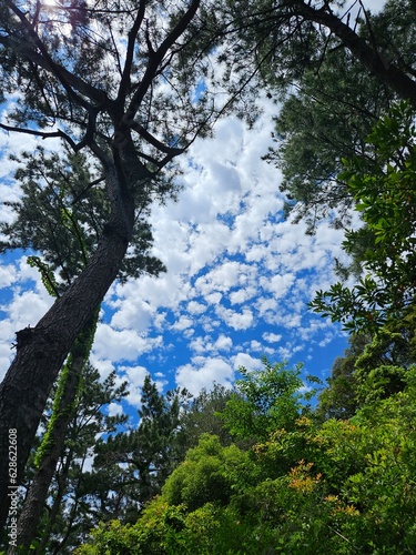 trees and sky