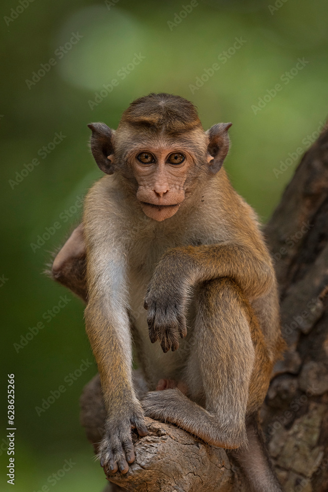 Toque macaque in Sri Lanka