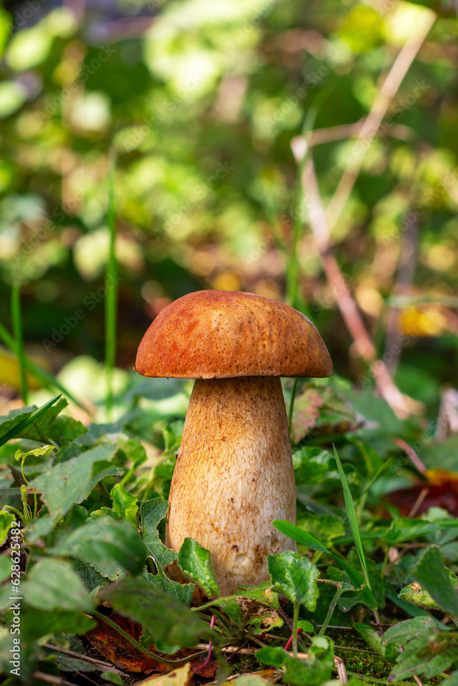 A white mushroom porcini growing in the forest on a autumn morning A white mushroom porcini growing in the forest on a autumn morning