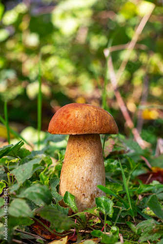 A white mushroom porcini growing in the forest on a autumn morning
