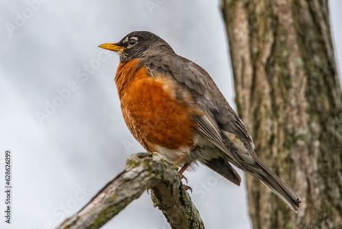 American Robin Bird In Springtime