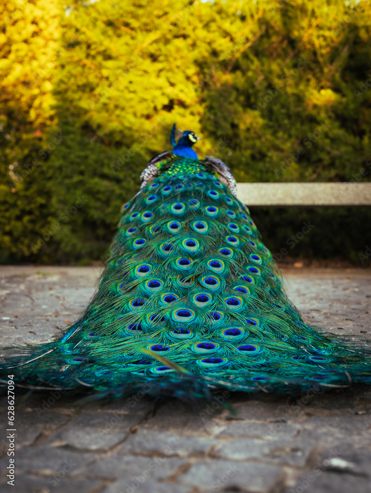 Obraz premium peacock feathers