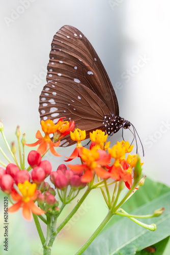 Detail of a brown butterfly with white spots sitting on red yellow flowers