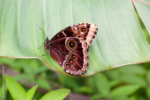 Detail of a butterfly sitting on a plant
