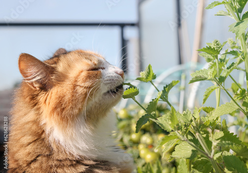 Cute cat eating catnip in front of defocused garden. Close up of cat biting, sniffing or rubbing catmint plant leaves. Known as catswort. Grow your own catnip. Fluffy calico kitty. Selective focus. photo