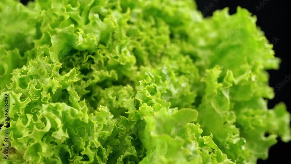 Close up, Texture of Juicy Wet Green Lettuce Leaves on a Black Background. Slow movement in curly leaves. Structure. Selective focus. Green background. Macro. Blurred motion. Vegan. Healthy food Close up, Texture of Juicy Wet Green Lettuce Leaves on a Black Background. Slow movement in curly leaves. Structure. Selective focus. Green background. Macro. Blurred motion. Vegan. Healthy food