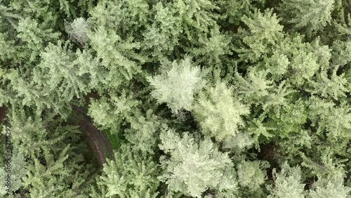 Summer Spruce Canopy from Above