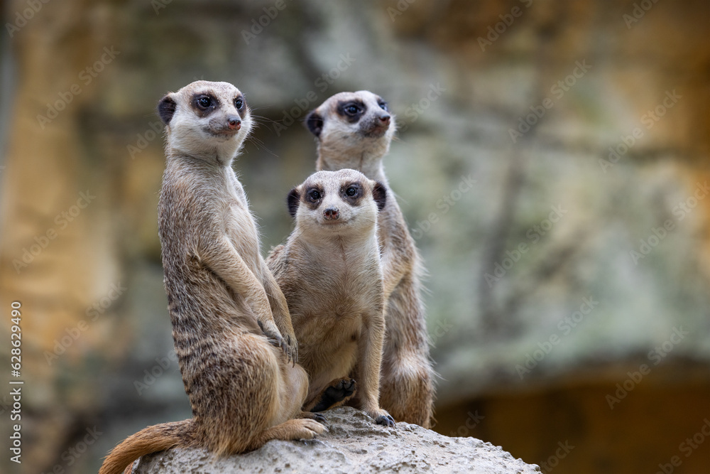 Fototapeta premium Group of Meerkat and stand on the rock
