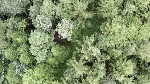 Summer Spruce Canopy from Above