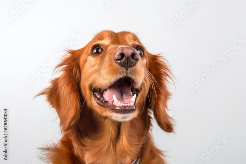 an irish setter dog with its mouth open on a white background