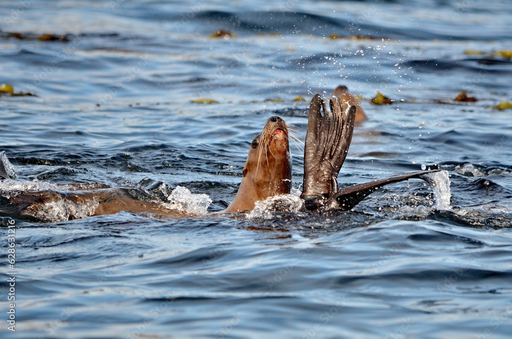 Fototapeta premium Steller sea lions at their rookery in Gwaii Haanas National Park Reserve, Haida Gwaii, British Columbia, Canada