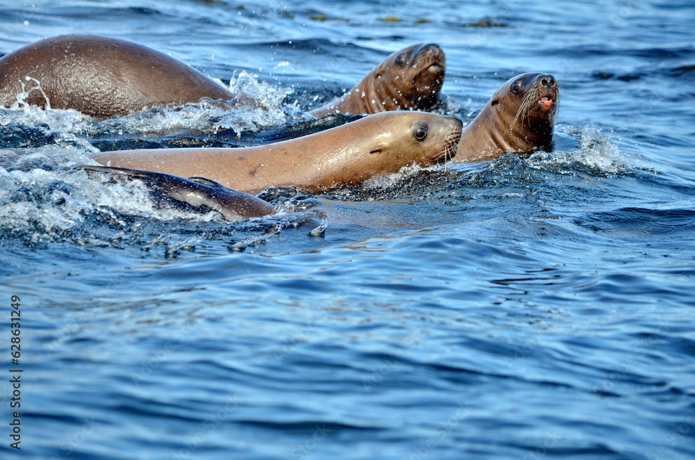Obraz premium Steller sea lions at their rookery in Gwaii Haanas National Park Reserve, Haida Gwaii, British Columbia, Canada