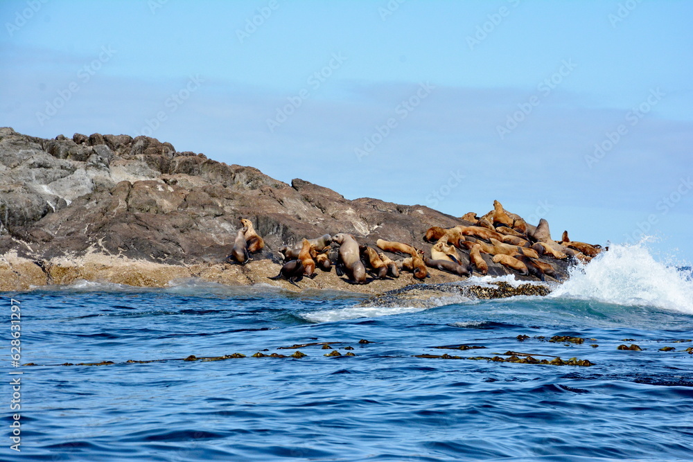 Fototapeta premium Steller sea lions at their rookery in Gwaii Haanas National Park Reserve, Haida Gwaii, British Columbia, Canada