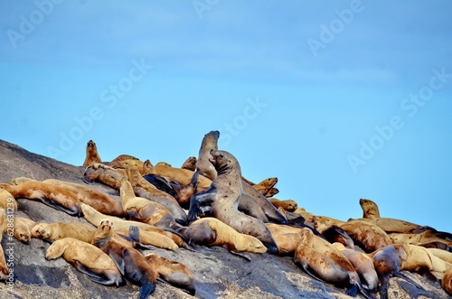Steller sea lions at their rookery in Gwaii Haanas National Park Reserve, Haida Gwaii, British Columbia, Canada