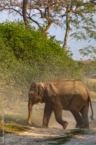 A Calf crossing the path