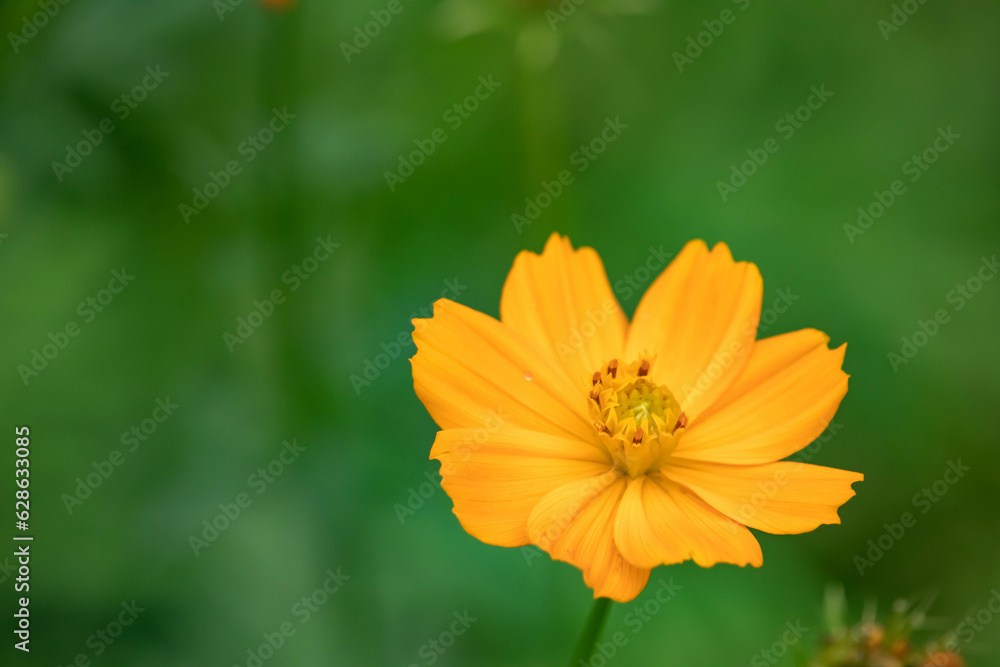 Cosmos sulphureus is a species of flowering plant in the sunflower family Asteraceae, also known as sulfur cosmos and yellow cosmos. It is native to Mexico, Central America, and northern South America Cosmos sulphureus is a species of flowering plant in the sunflower family Asteraceae, also known as sulfur cosmos and yellow cosmos. It is native to Mexico, Central America, and northern South America