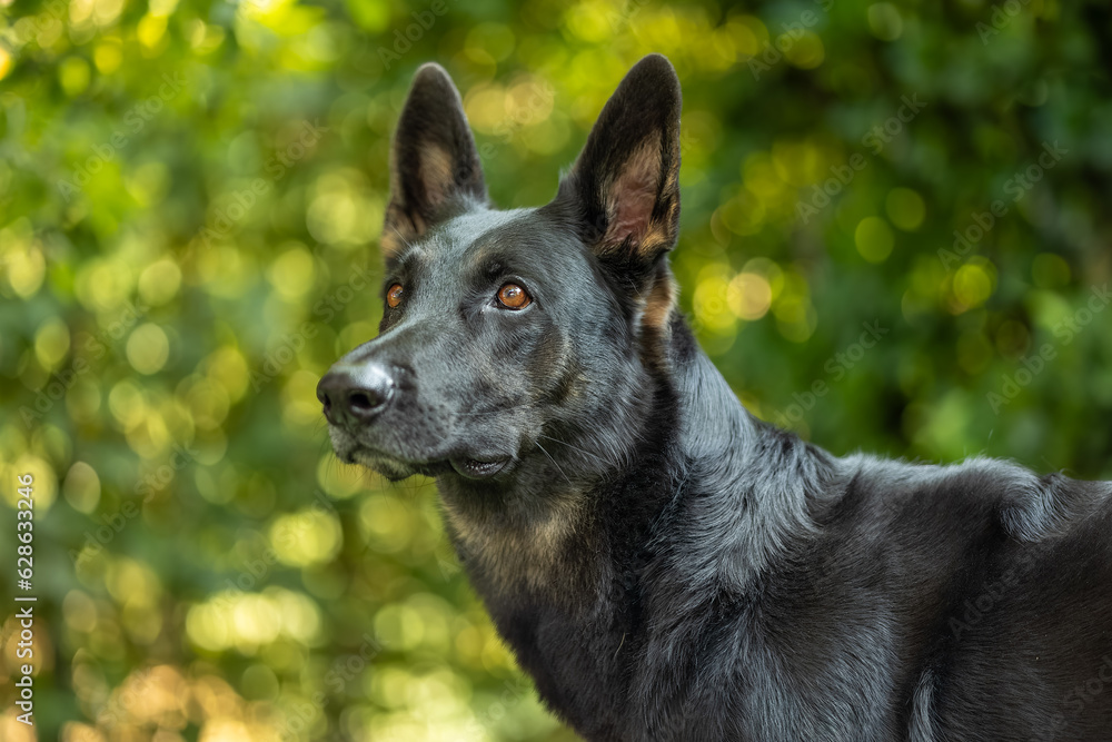 Portrait Deutschen Schäferhund