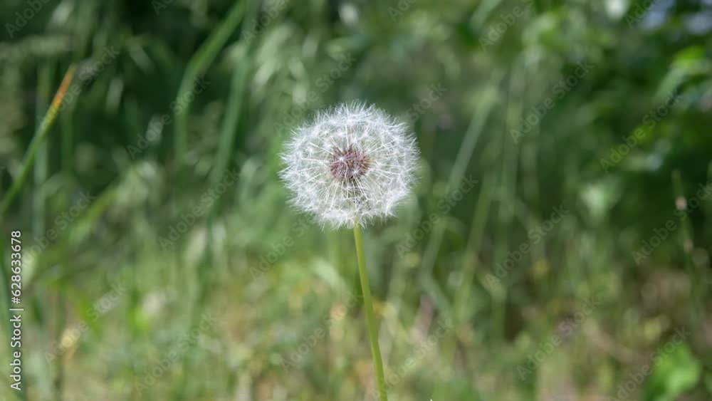 Slow Swaying of a Dandelion from the Wind on a Blurred Background of Nature. Close up. Selective focus. One. Movement of white dry seeds of a fluffy dandelion growing in meadow. Sunlight. Copy space. Slow Swaying of a Dandelion from the Wind on a Blurred Background of Nature. Close up. Selective focus. One. Movement of white dry seeds of a fluffy dandelion growing in meadow. Sunlight. Copy space.
