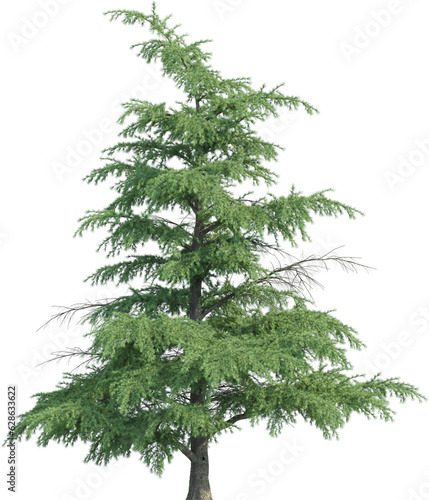 Side view of pine tree