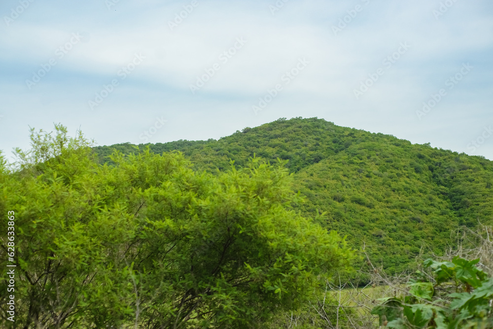 Hill covered with vegetation with clear sky. Summer background.