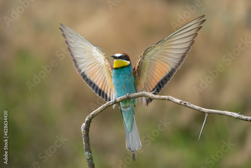 European bee-eater - Merops apiaster landing on perched with spread wings at dark background. Photo from Vetren in Dobruja, Bulgaria.