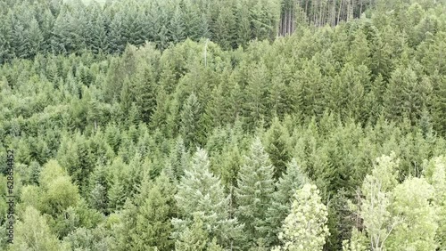 Summer Spruce Canopy from Above