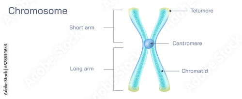 Tyeps of chromosome, Acrocentric, telocentric, submetacentric, metacentric, DNA helix vector illustration. Microbiology images. Male and female chromatins.