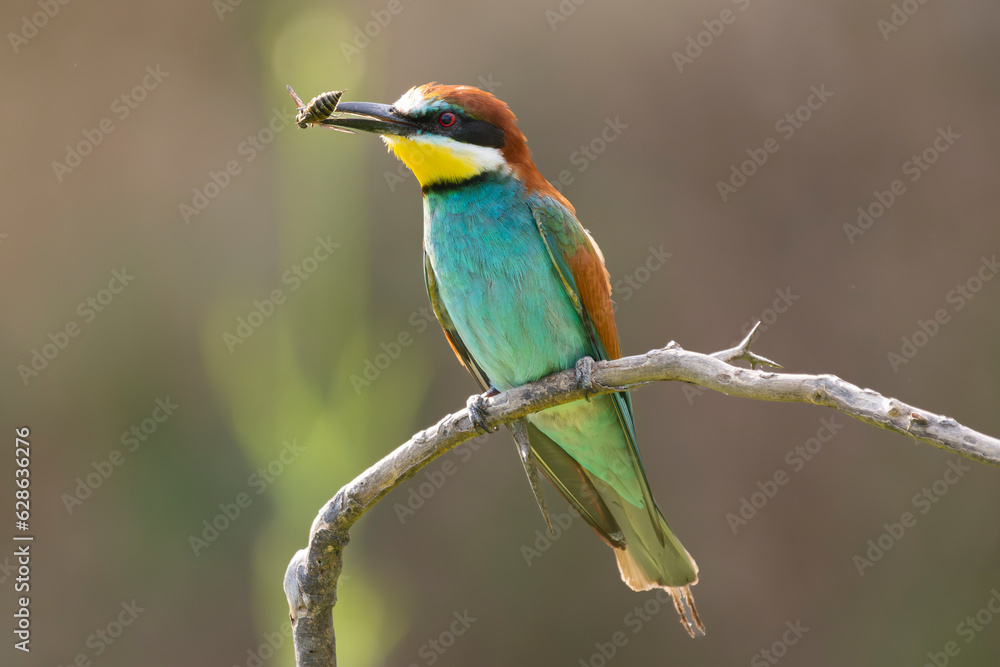 European bee-eater - Merops apiaster perched with insect in beak at light brown background. Photo from Vetren in Dobruja, Bulgaria. European bee-eater - Merops apiaster perched with insect in beak at light brown background. Photo from Vetren in Dobruja, Bulgaria.