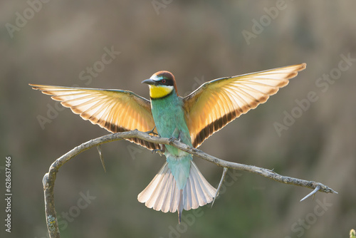 European bee-eater - Merops apiaster landing on perched with spread wings at dark background. Photo from Vetren in Dobruja, Bulgaria.
