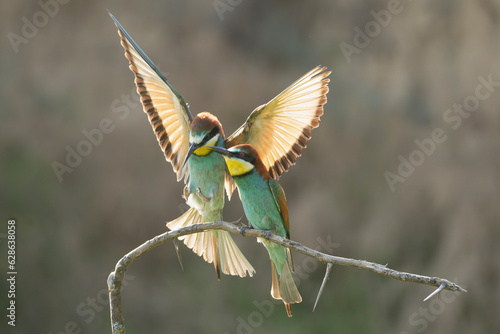 Two european bee-eaters - Merops apiaster one perched other landing with spread wings on perch at dark background. Photo from Vetren in Dobruja, Bulgaria.