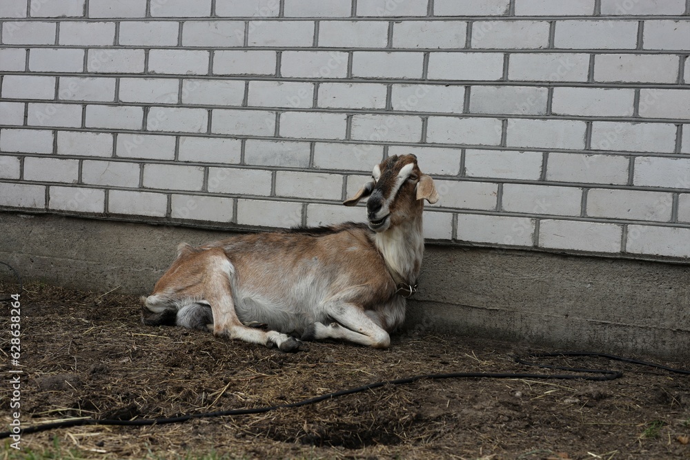 Fototapeta premium goat on the farm