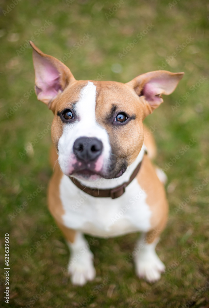 A cute Pit Bull Terrier mixed breed dog with floppy ears